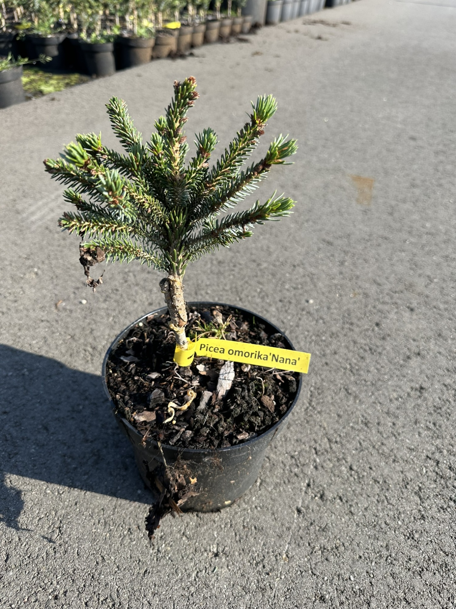 Ель сербская Нана